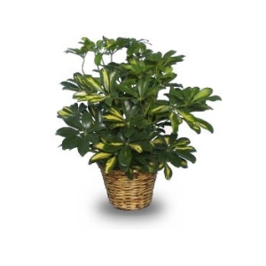 schefflera